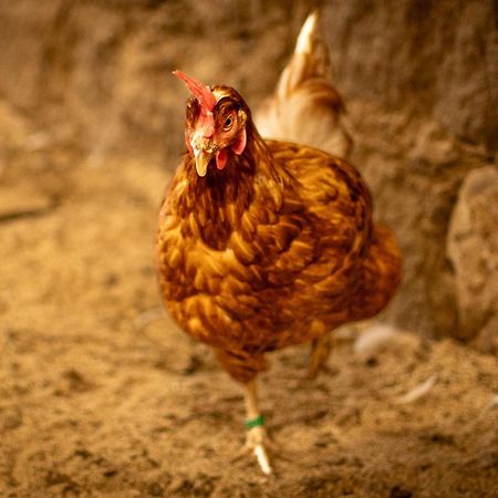 Urlaub Auf Dem Bauernhof Hedwigshoehe Хонщайн Екстериор снимка