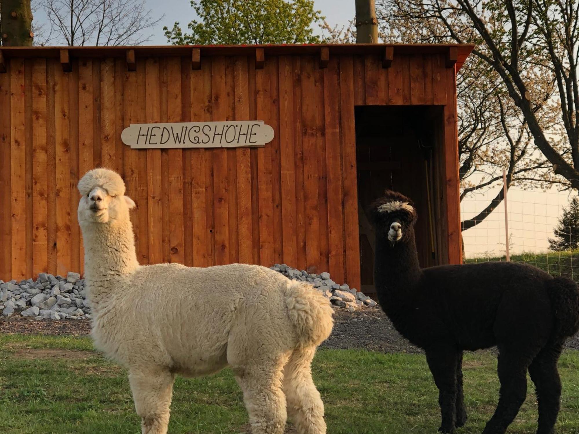 Urlaub Auf Dem Bauernhof Hedwigshoehe Хонщайн Екстериор снимка